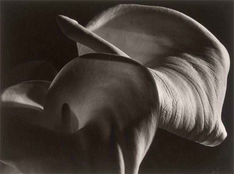 Auf diesem Bild ist das folgende Kunstwerk zu sehen: Horst P. Horst (d.i. Horst Paul Albert Bohrmann). Calla Aethiopica. 1945.