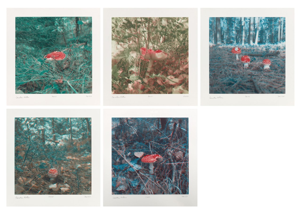 Auf diesem Bild ist das folgende Kunstwerk zu sehen: Carsten Höller. „Mushrooms“. 2004.