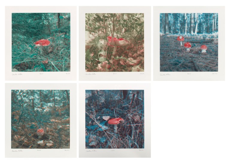 Auf diesem Bild ist das folgende Kunstwerk zu sehen: Carsten Höller. „Mushrooms“. 2004.