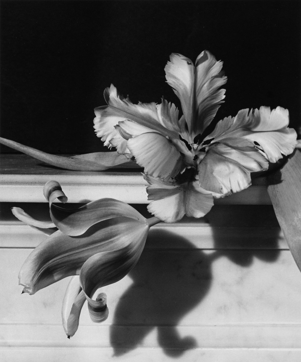 This picture shows the following artwork: Horst P. Horst (i.e. Horst Paul Albert Bohrmann). „Tulips on Marble“. 1989.