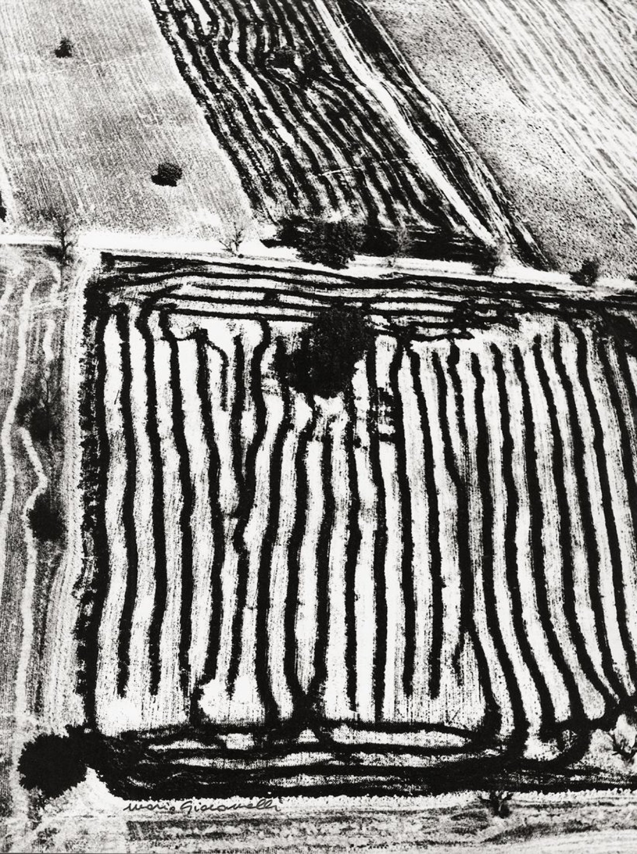 Auf diesem Bild ist das folgende Kunstwerk zu sehen: Mario Giacomelli. Ohne Titel, aus der Serie „Presa di coscienza sulla natura“. 1978.