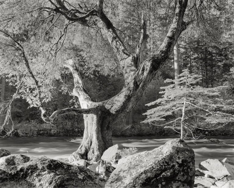 Auf diesem Bild ist das folgende Kunstwerk zu sehen: Ansel Adams. Morning, Merced River Canyon, Yosemite National Park, California. 1950.