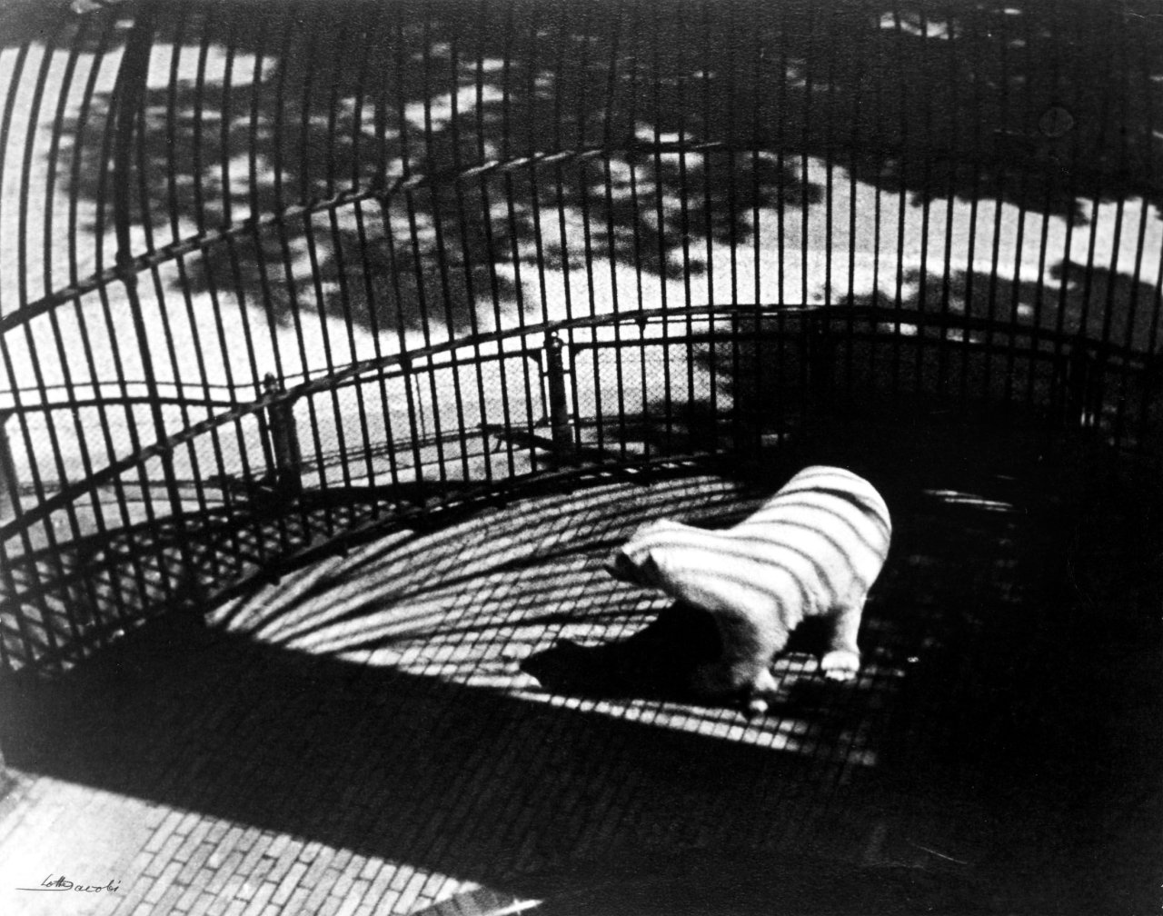 Auf diesem Bild ist das folgende Kunstwerk zu sehen: Lotte Jacobi. Eisbär im Berliner Zoo. 1930.