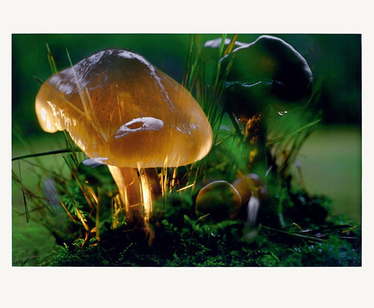 Auf diesem Bild ist das folgende Kunstwerk zu sehen: Peter Fischli und David Weiss. Ohne Titel (Pilze). 2006.
