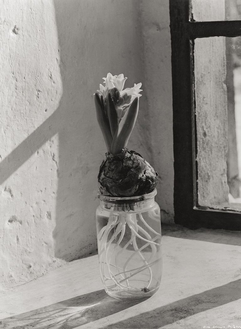 Auf diesem Bild ist das folgende Kunstwerk zu sehen: Albert Renger-Patzsch. Hyacinthe. Um 1955.