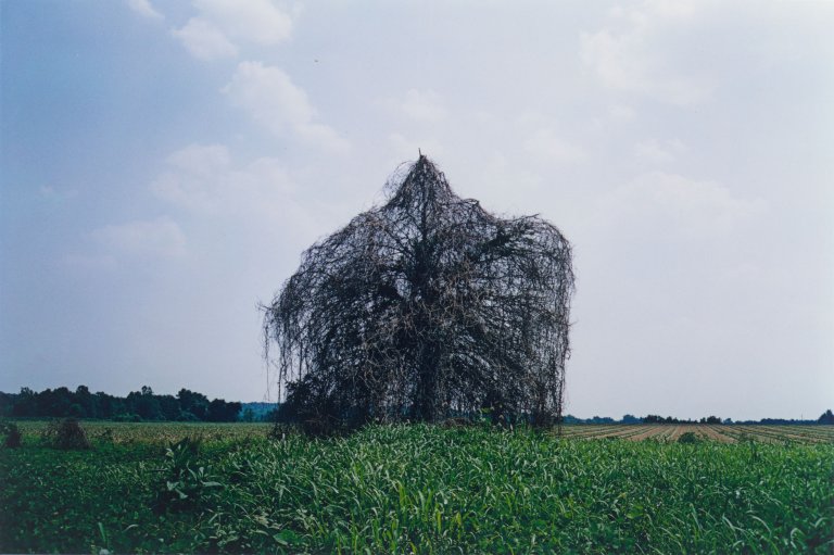 Auf diesem Bild ist das folgende Kunstwerk zu sehen: William Eggleston. „Tree covered with Kudzu Vine“. 1972.