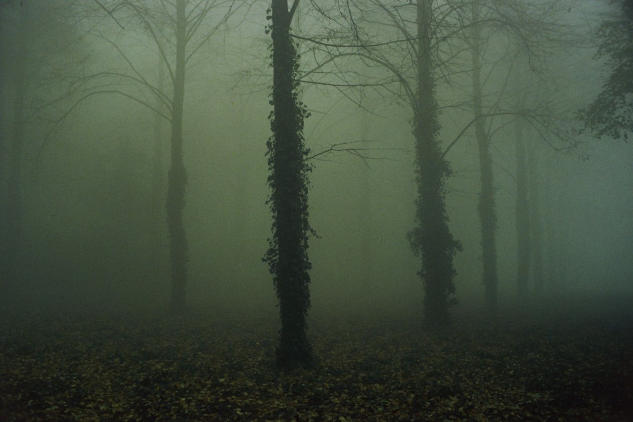Auf diesem Bild ist das folgende Kunstwerk zu sehen: Sibylle Bergemann. „Wörlitzer Park“. 1989.