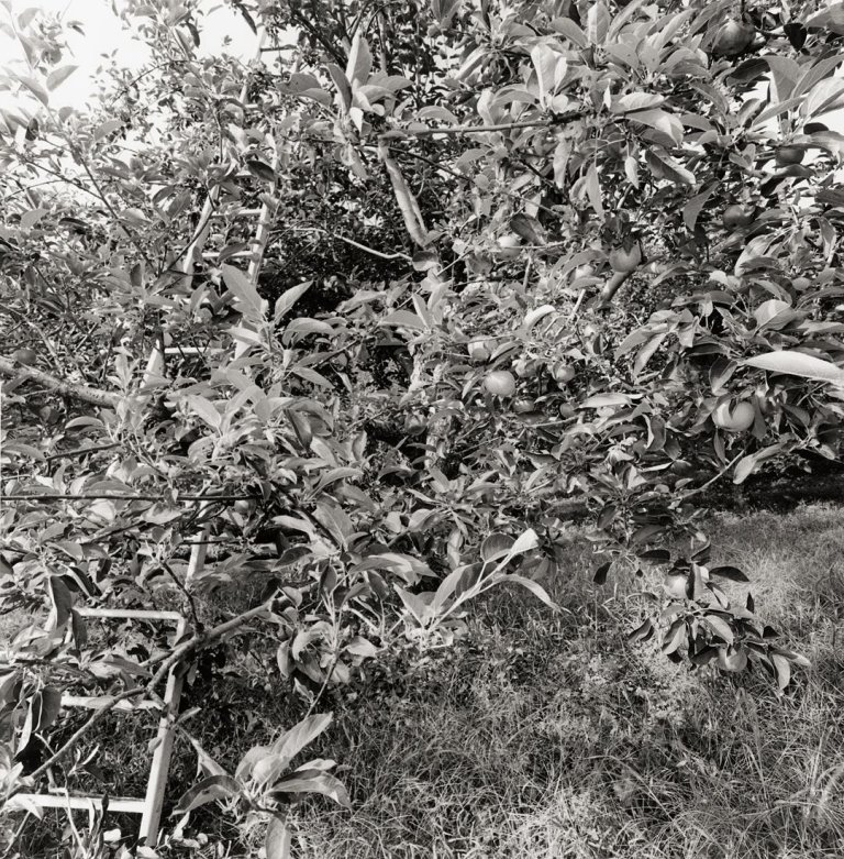 Auf diesem Bild ist das folgende Kunstwerk zu sehen: Lee Friedlander. „New City“. 2003.