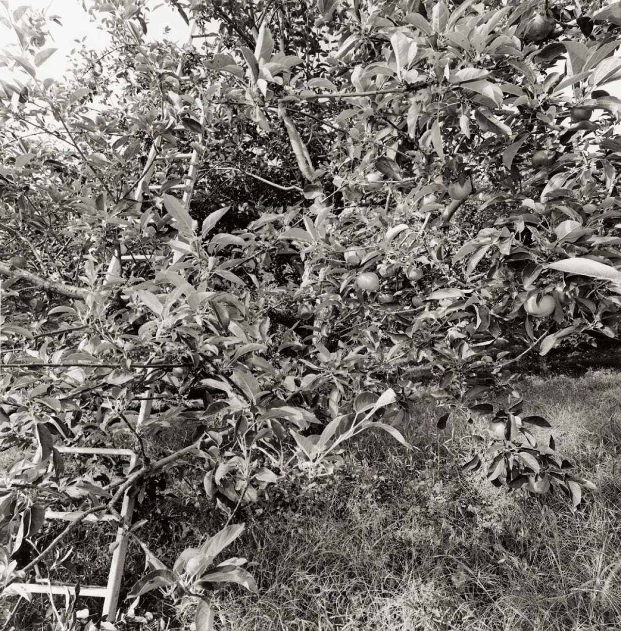 Auf diesem Bild ist das folgende Kunstwerk zu sehen: Lee Friedlander. „New City“. 2003.