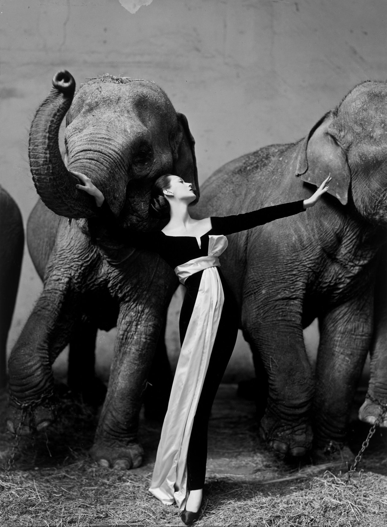 Auf diesem Bild ist das folgende Kunstwerk zu sehen: Richard Avedon. Dovima with Elephants, Evening Dress by Dior, Cirque d'Hiver, Paris. August. 1955.