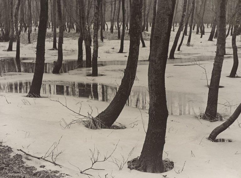 Auf diesem Bild ist das folgende Kunstwerk zu sehen: Albert Renger-Patzsch. „Erlenbruch im Winter“. 1947.