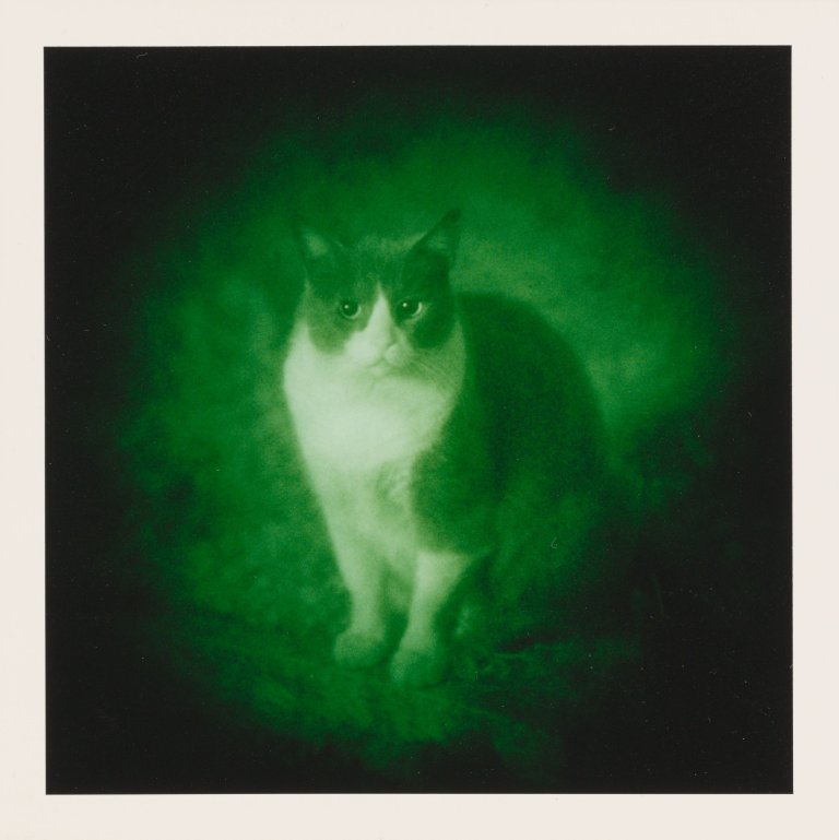 Auf diesem Bild ist das folgende Kunstwerk zu sehen: Thomas Ruff. Felix. 1993.