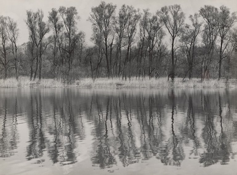 Auf diesem Bild ist das folgende Kunstwerk zu sehen: Albert Renger-Patzsch. „Altrheinlandschaft bei Mainz“. 1952.