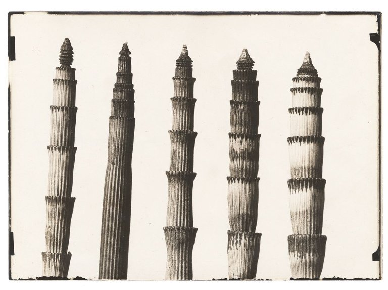 Auf diesem Bild ist das folgende Kunstwerk zu sehen: Karl Blossfeldt. Equisetum Hiemale, Winterschachtelhalm. 1900-1910.
