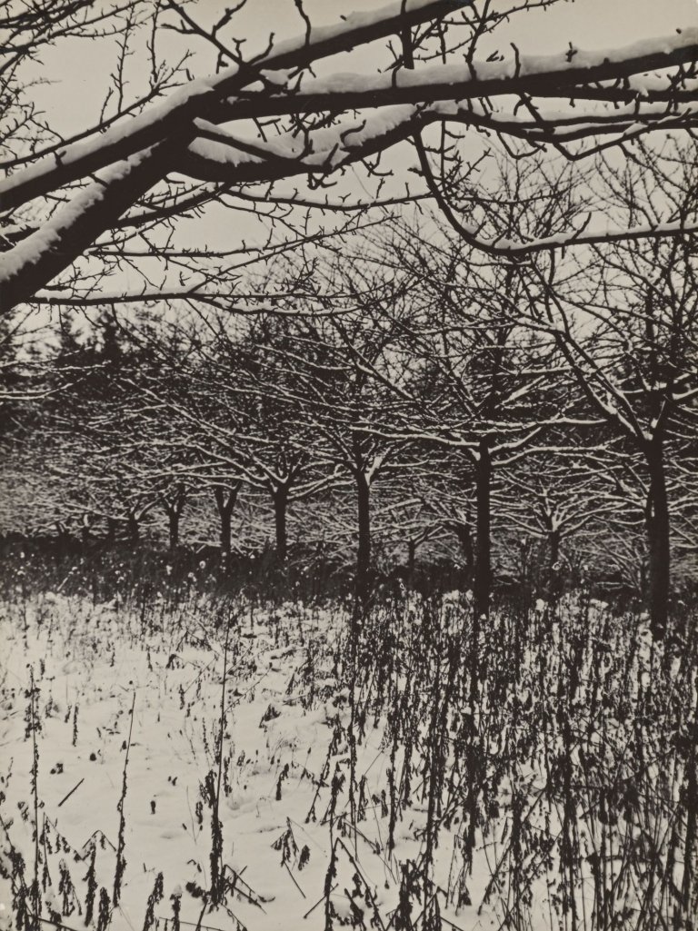 Auf diesem Bild ist das folgende Kunstwerk zu sehen: Aenne Biermann (d.i. Anna Sibylla Sternfeld). „Verwunschene Bäume“. Um 1931.