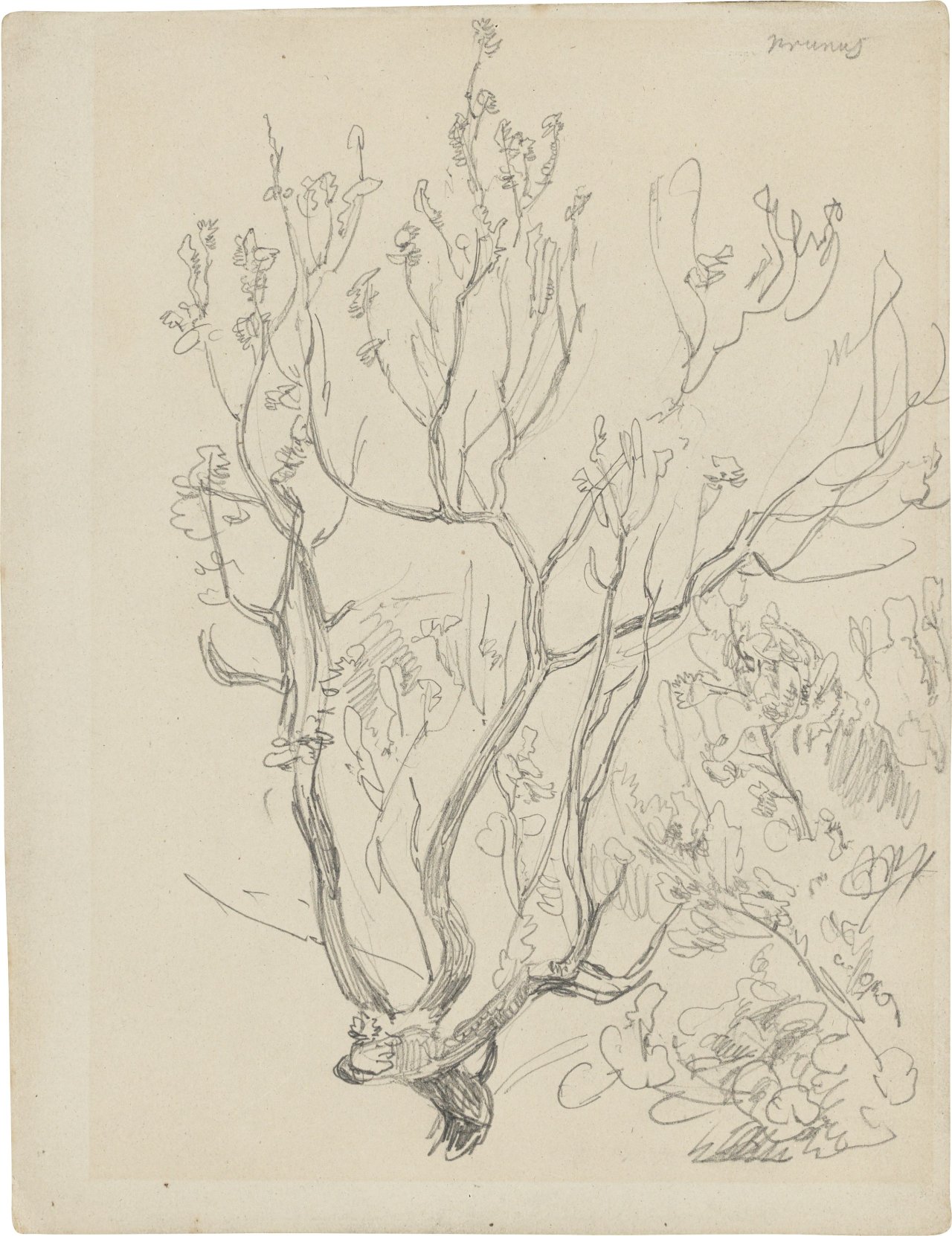 Auf diesem Bild ist das folgende Kunstwerk zu sehen: Christian Friedrich Gille. Alter Pflaumenbaum in Briesnitz an der Elbe.