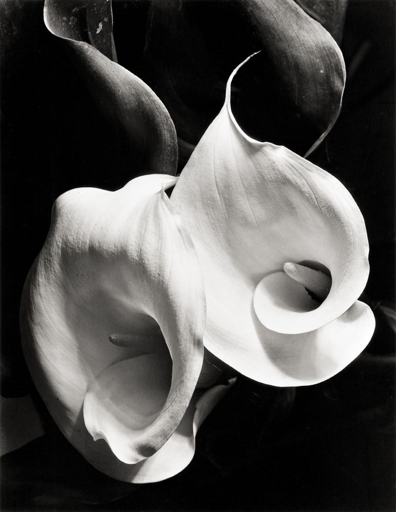 Auf diesem Bild ist das folgende Kunstwerk zu sehen: Imogen Cunningham. Two Callas. Um 1929.
