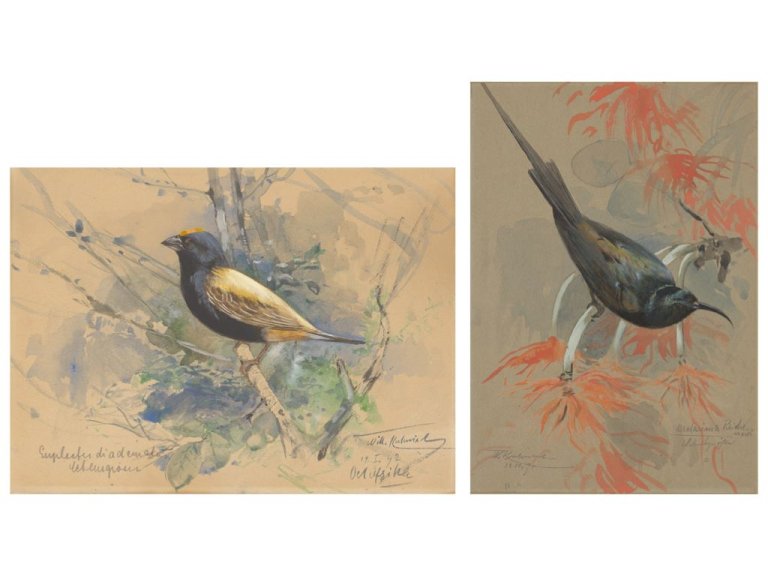 Auf diesem Bild ist das folgende Kunstwerk zu sehen: Wilhelm Kuhnert. „Honigsauger auf Zweig mit roten Blüten“ / „Diademweber“. 1891/92.