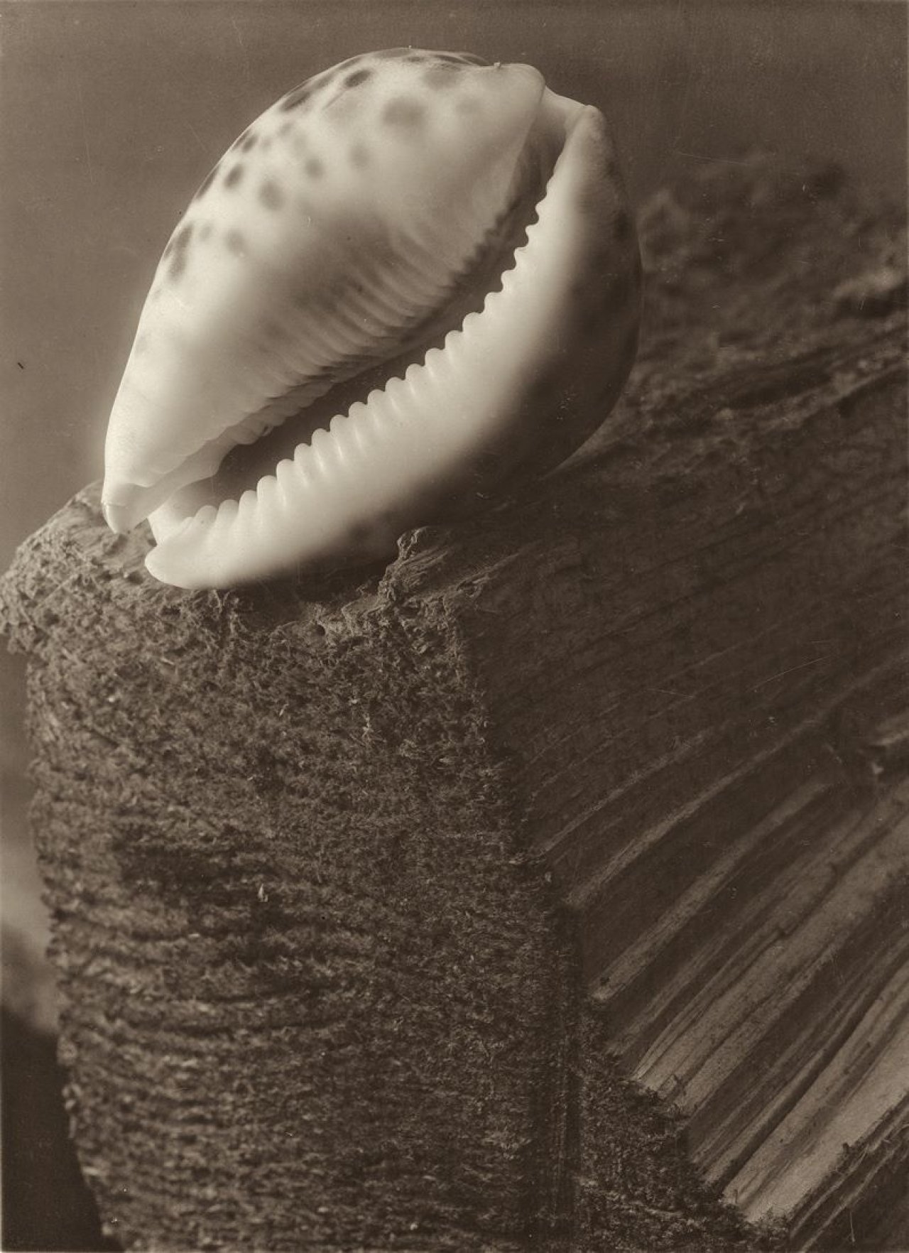 This picture shows the following artwork: Josef Sudek. Composition (Shell on a piece of wood). Circa 1950–1953.