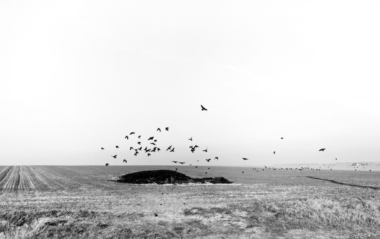Auf diesem Bild ist das folgende Kunstwerk zu sehen: Heinrich Riebesehl. „Barbecke (Peine), Nov. 78“, aus der Serie „Agrarlandschaften“, 1976–1979. 1978.