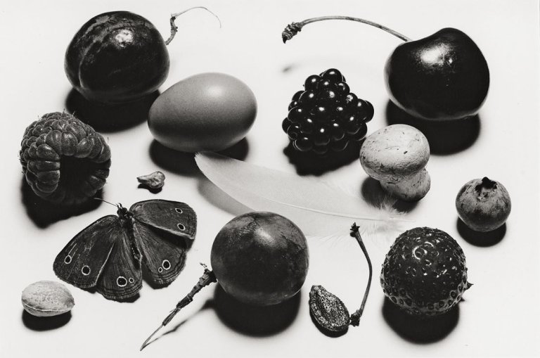 Auf diesem Bild ist das folgende Kunstwerk zu sehen: Irving Penn. „Still Life with Grape and Moth, N.Y.“. 1976.