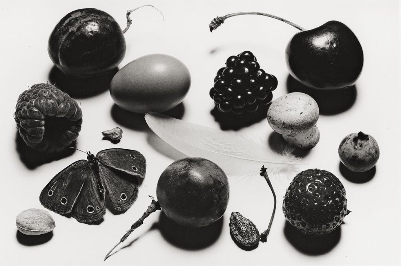Auf diesem Bild ist das folgende Kunstwerk zu sehen: Irving Penn. „Still Life with Grape and Moth, N.Y.“. 1976.