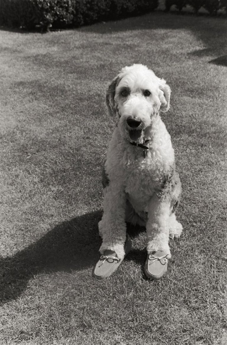 Auf diesem Bild ist das folgende Kunstwerk zu sehen: Elliott Erwitt. Pirate, the Johnston family's dog, pictured at their Great Tew estate, Banbury, Oxfordshire. 2010.