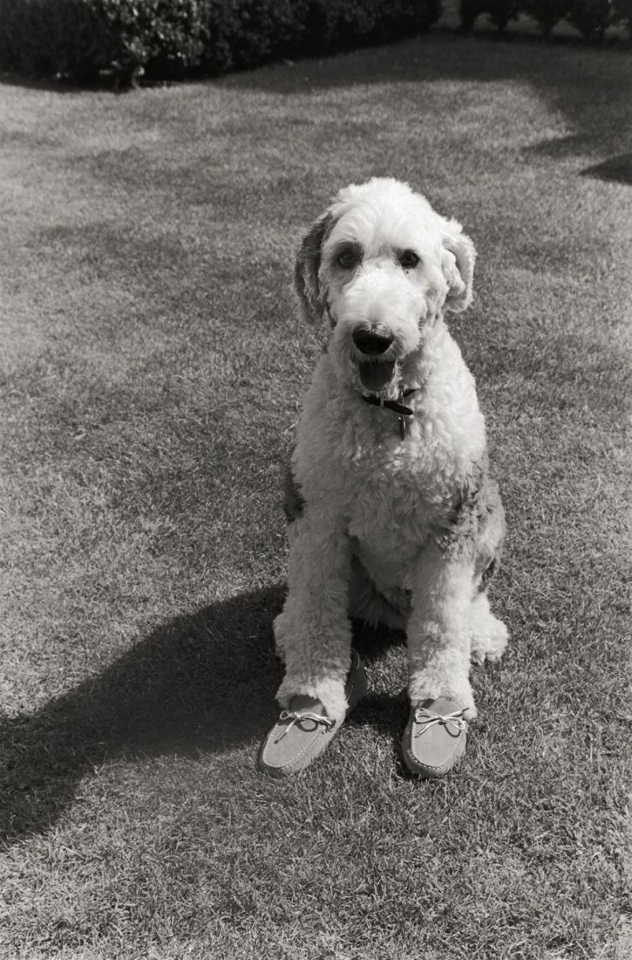 Auf diesem Bild ist das folgende Kunstwerk zu sehen: Elliott Erwitt. Pirate, the Johnston family's dog, pictured at their Great Tew estate, Banbury, Oxfordshire. 2010.