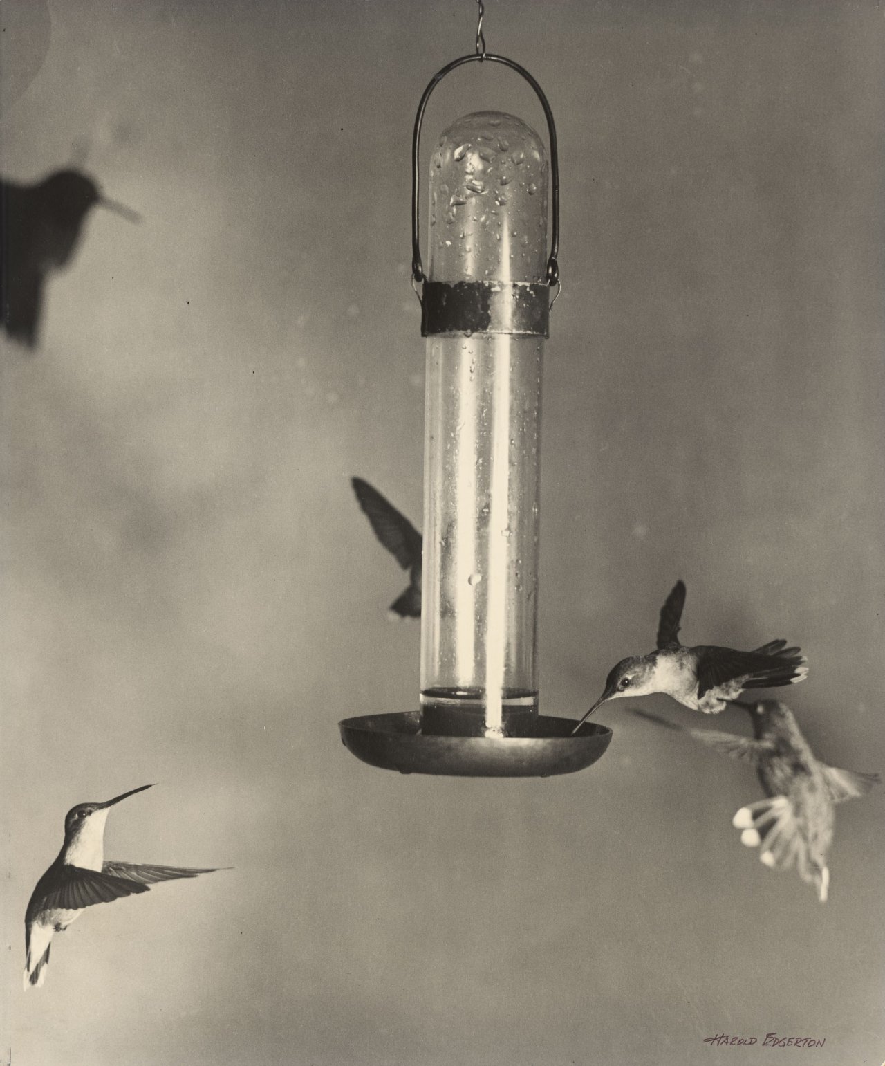 Auf diesem Bild ist das folgende Kunstwerk zu sehen: Harold E. Edgerton. „Ruby throated Humming Birds, Holderness, N. H.“ [New Hampshire]. 1936.