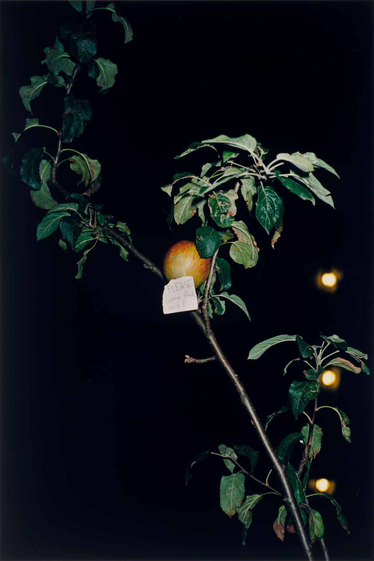 Auf diesem Bild ist das folgende Kunstwerk zu sehen: Wolfgang Tillmans. Please leave this one (night). 2002.