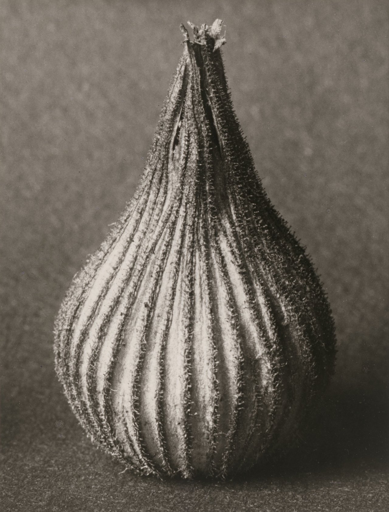 Auf diesem Bild ist das folgende Kunstwerk zu sehen: Karl Blossfeldt. Konvolut. 1915/25.