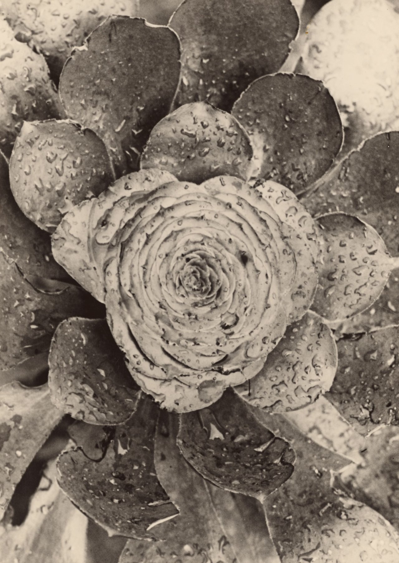 This picture shows the following artwork: Albert Renger-Patzsch. Crassulaceae, Greenovia Aurea, Kapland. Circa 1925.
