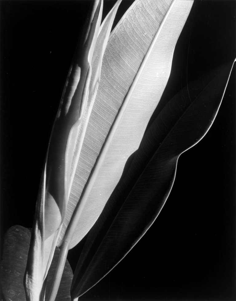 Auf diesem Bild ist das folgende Kunstwerk zu sehen: Imogen Cunningham. Rubber Plant. Vor 1929.