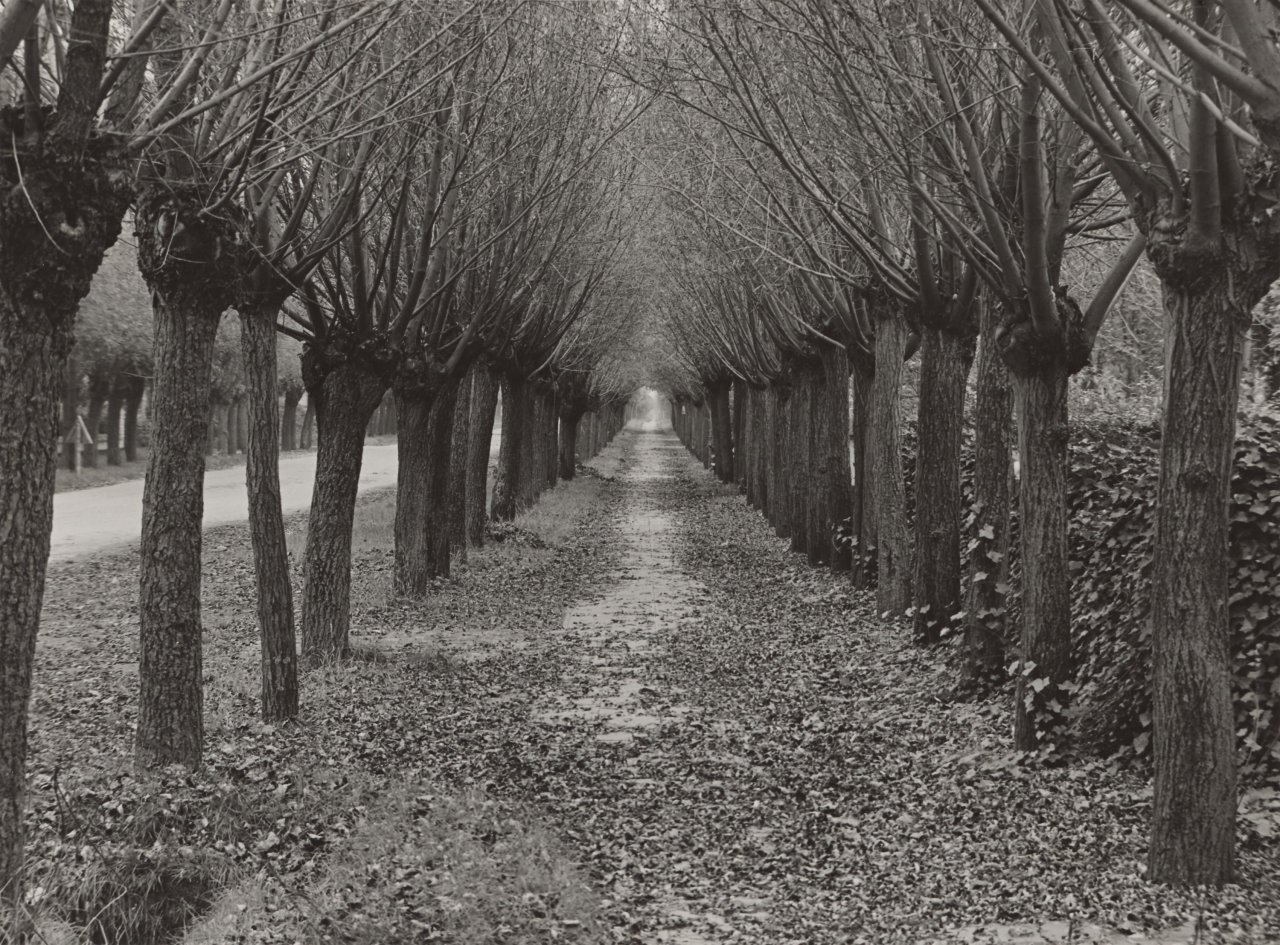 This picture shows the following artwork: Albert Renger-Patzsch. Weidenallee in Knokke, Belgium. Circa 1942.