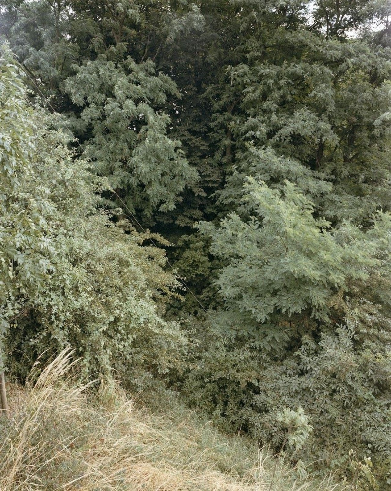 Auf diesem Bild ist das folgende Kunstwerk zu sehen: Andreas Gursky. Krefeld. 1989.