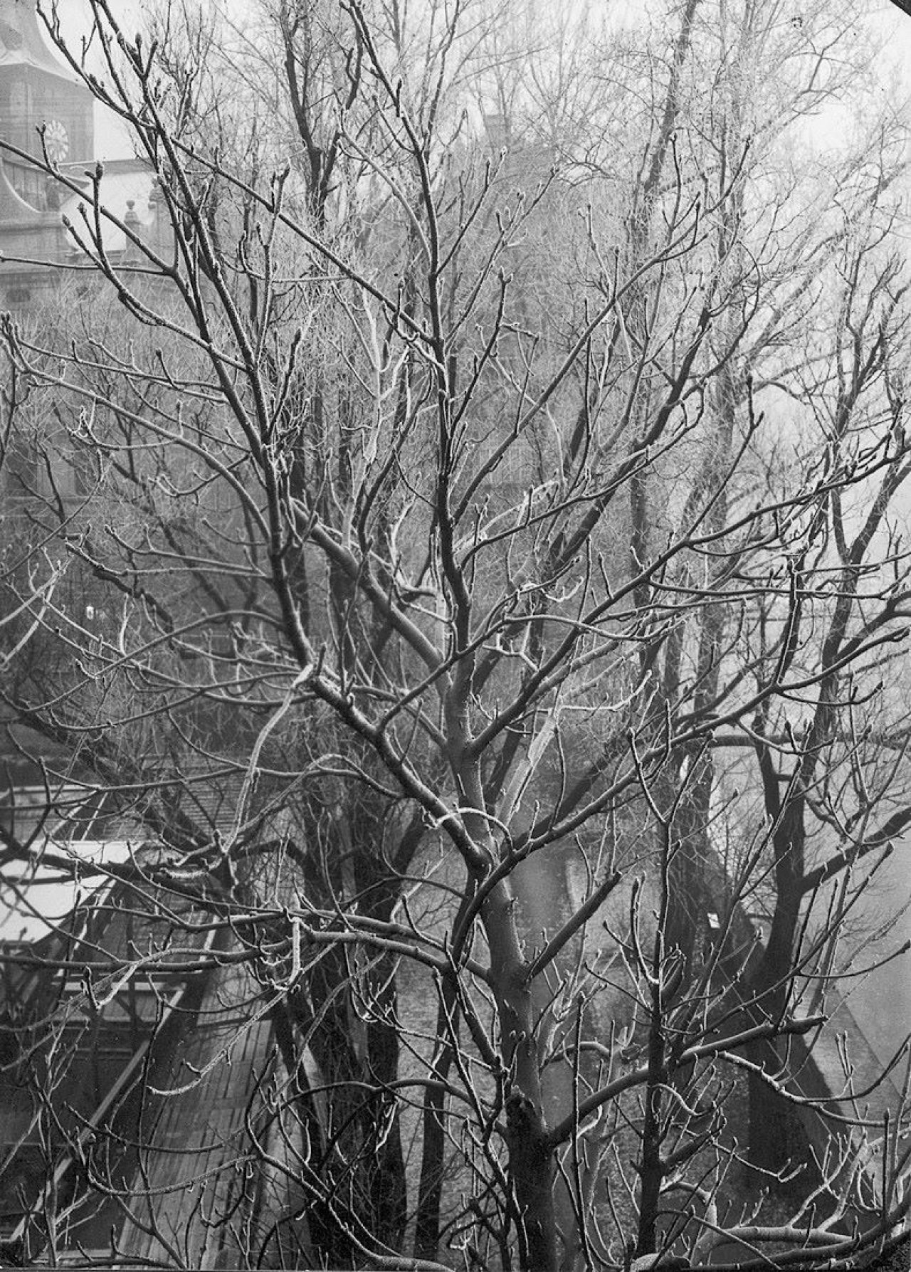 Auf diesem Bild ist das folgende Kunstwerk zu sehen: Josef Sudek. „Jinovatka“ (Rauhreif). 1946.