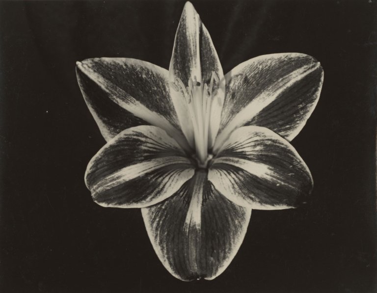 Auf diesem Bild ist das folgende Kunstwerk zu sehen: Aenne Biermann (d.i. Anna Sibylla Sternfeld). Amaryllis. Um 1927.