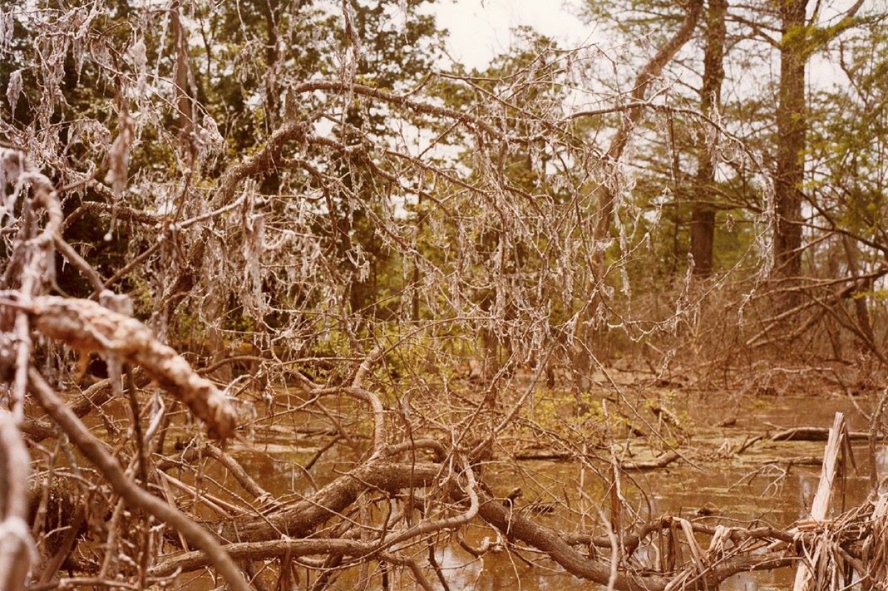 Auf diesem Bild ist das folgende Kunstwerk zu sehen: William Eggleston. Ohne Titel (Zweige am Wasser). 1980er Jahre.
