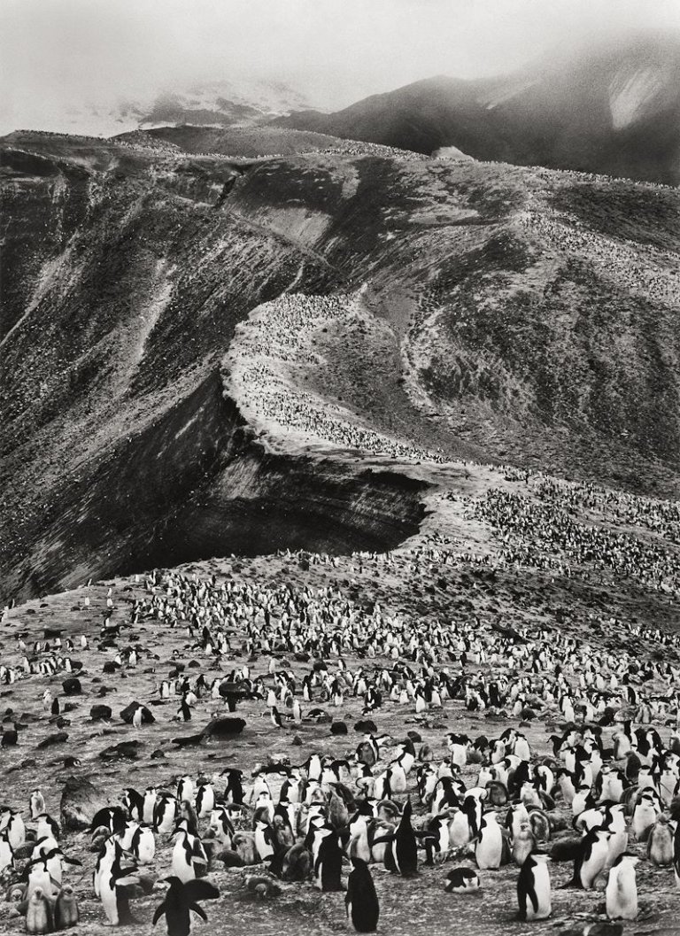 Auf diesem Bild ist das folgende Kunstwerk zu sehen: Sebastião  Salgado. „Antarctica“, Chinstrap Penguins Colony. 2005.