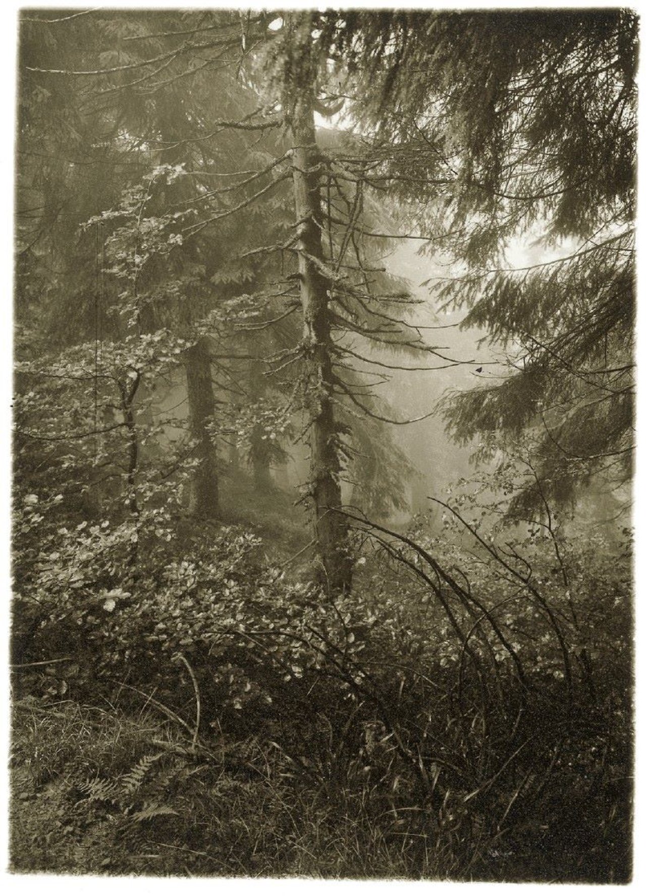 Auf diesem Bild ist das folgende Kunstwerk zu sehen: Josef Sudek. Ohne Titel (Wald). 1948.