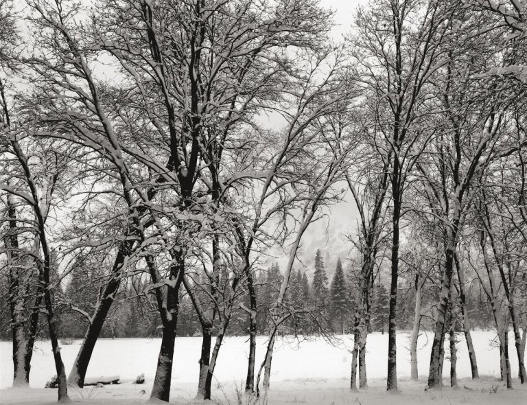 Auf diesem Bild ist das folgende Kunstwerk zu sehen: Ansel Adams. Young Oaks, Winter, Yosemite National Park, California. Um 1938.