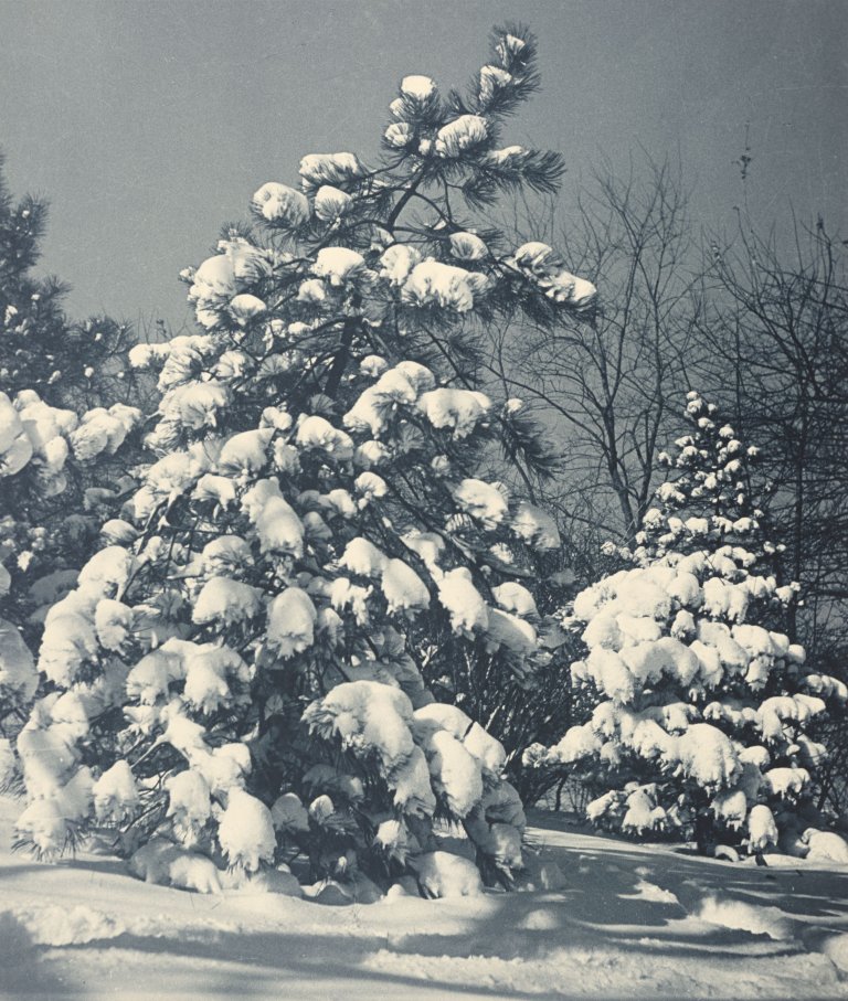 Auf diesem Bild ist das folgende Kunstwerk zu sehen: Drahomir Joseph Růžička. „Christmas Flowers“. 1937.