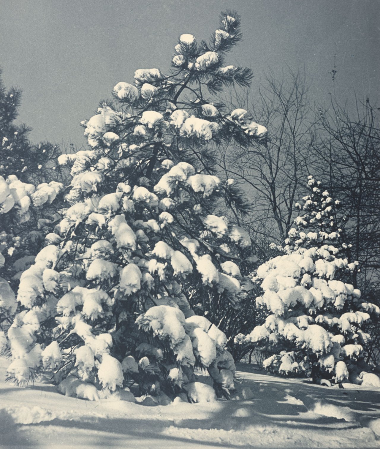 Auf diesem Bild ist das folgende Kunstwerk zu sehen: Drahomir Joseph Růžička. „Christmas Flowers“. 1937.