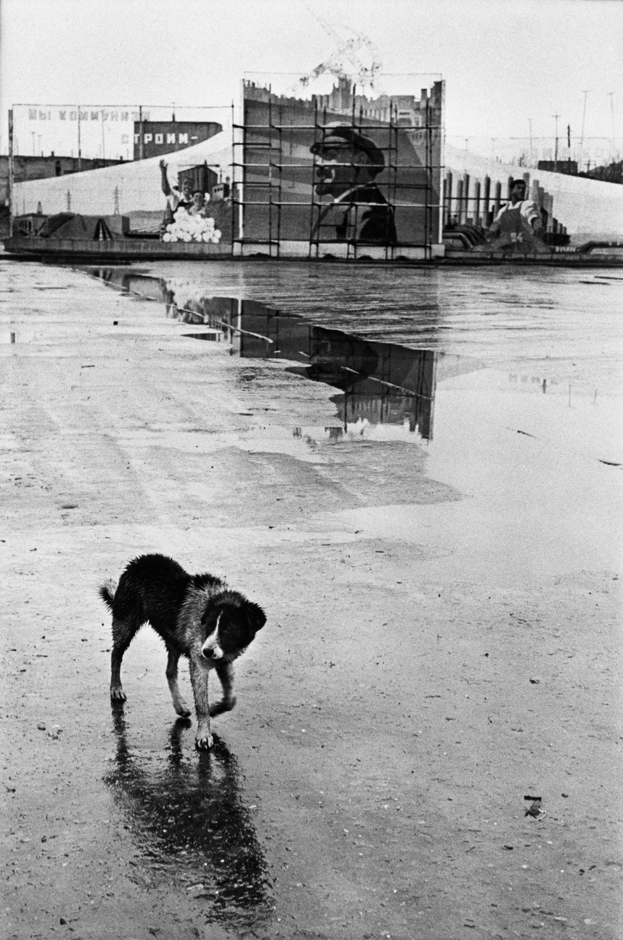 This picture shows the following artwork: Elliott Erwitt. Sibiria. 1967.