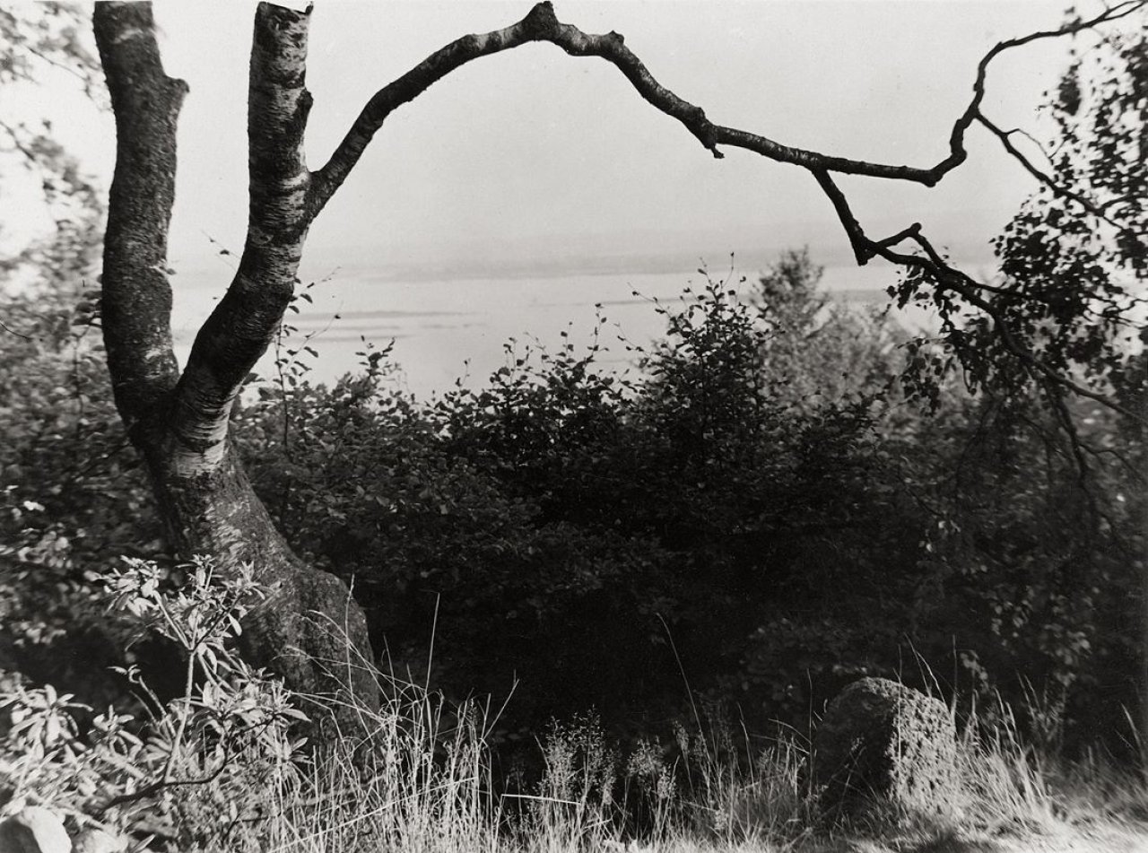 This picture shows the following artwork: Albert Renger-Patzsch. Birch branch and island in the River Elbe. 1928.