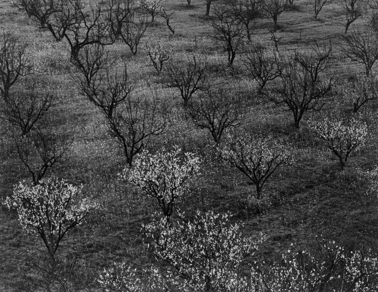 Auf diesem Bild ist das folgende Kunstwerk zu sehen: Ansel Adams. Orchard, Portola Valley, California. Um 1940.