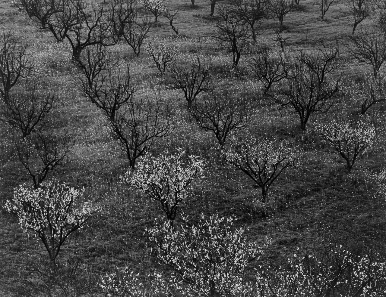 Auf diesem Bild ist das folgende Kunstwerk zu sehen: Ansel Adams. Orchard, Portola Valley, California. Um 1940.