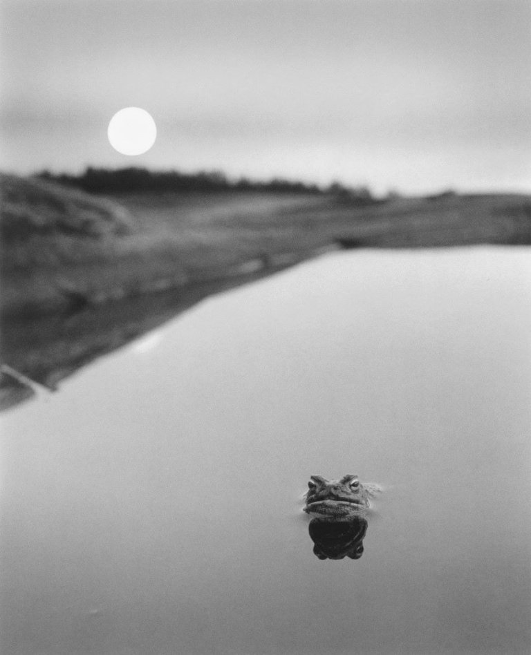 Auf diesem Bild ist das folgende Kunstwerk zu sehen: Pentti Sammallahti. Ristisaari. 1974.