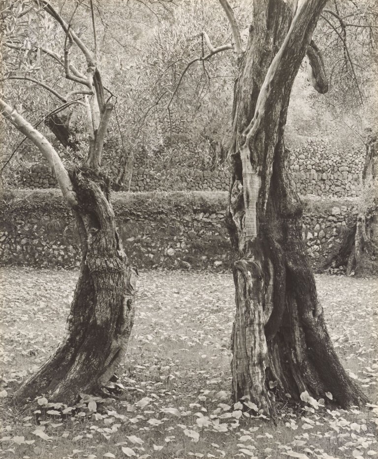 Auf diesem Bild ist das folgende Kunstwerk zu sehen: Ellen Auerbach (d.i. Ellen Rosenberg). „Olives, Mallorca“ (Tanzende Bäume). 1959.