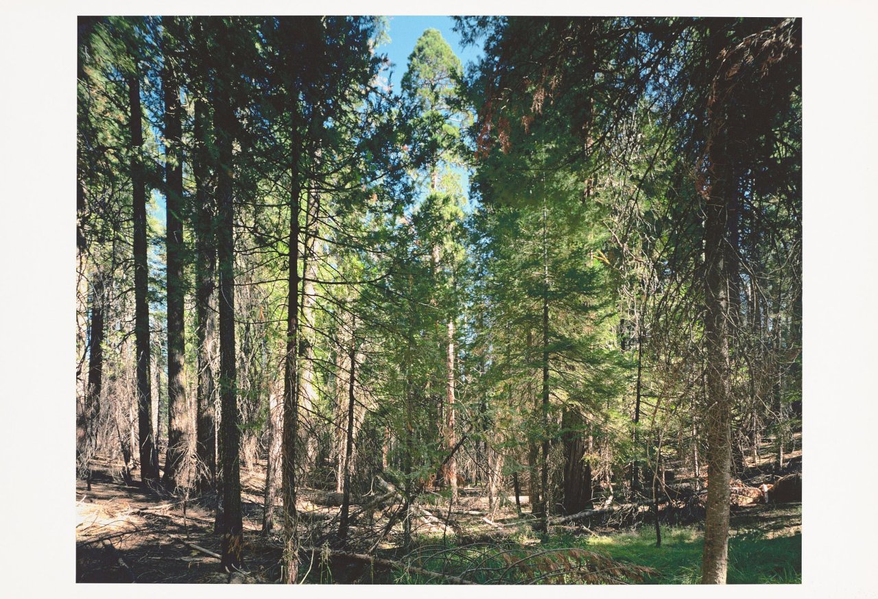 Auf diesem Bild ist das folgende Kunstwerk zu sehen: Thomas Struth. „Paradies“. 2004.